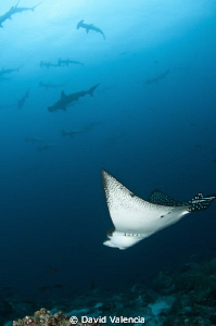 Eagle Ray swimming with hammerheads. The current was movi... by David Valencia 